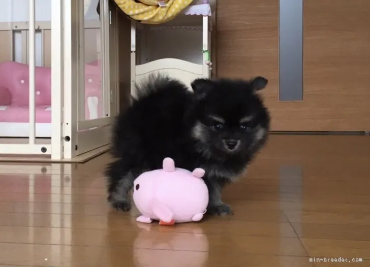 ID：1709-01650の子犬