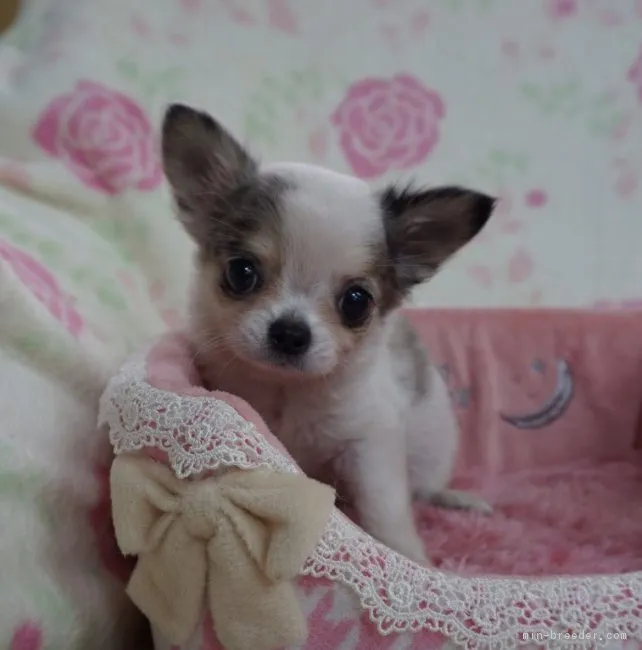 ID：1612-00240の子犬