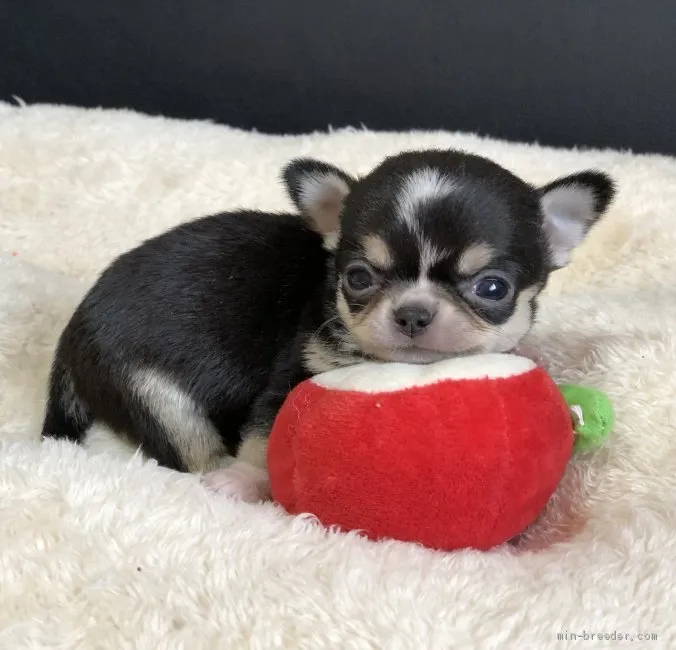 ID:1911-02663の子犬