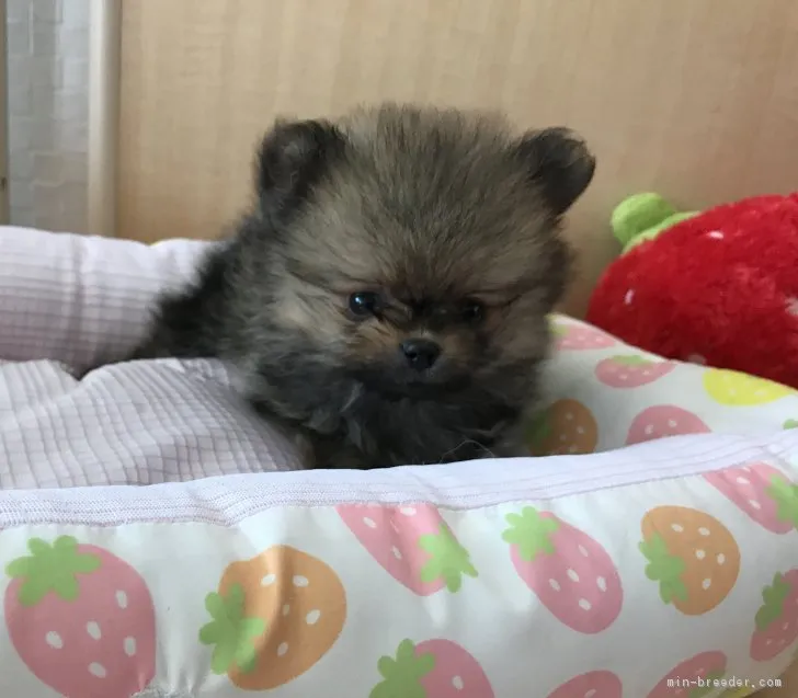 ID:1708-00798の子犬