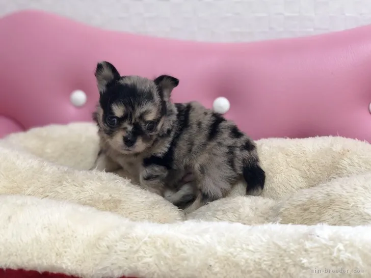 ID：1901-02997の子犬