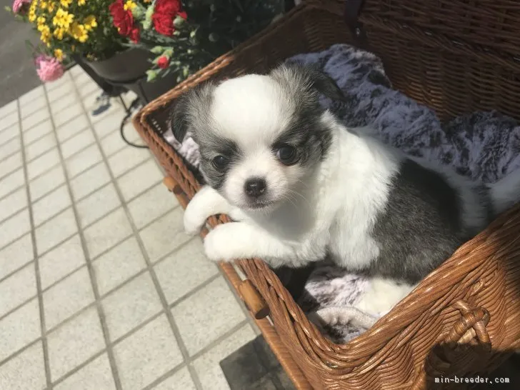 ID:1805-00842の子犬