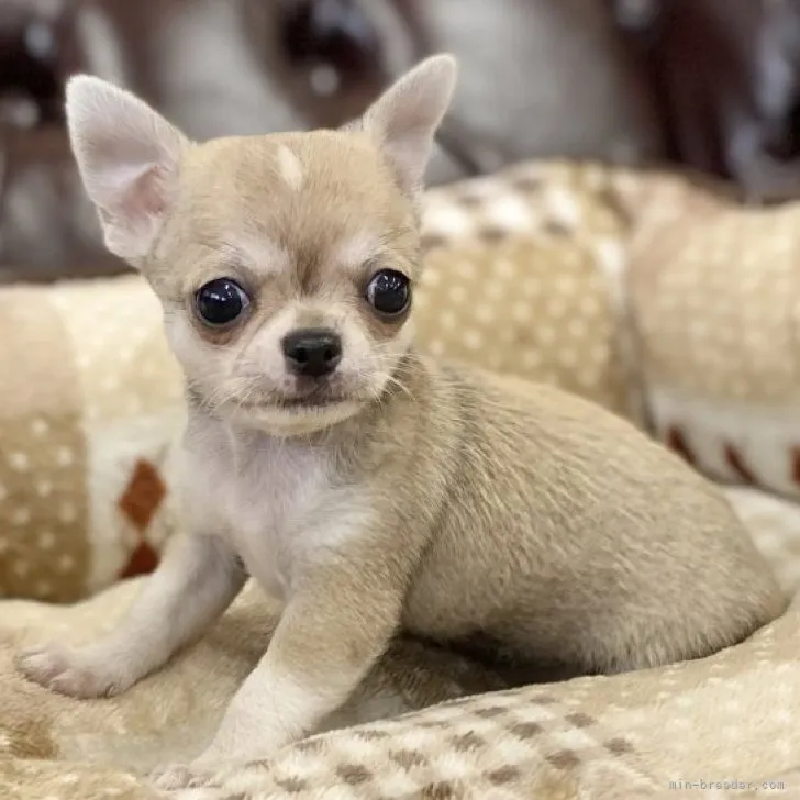 ID：2303-01637の子犬