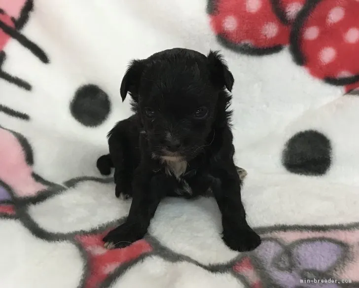 ID：1707-00016の子犬