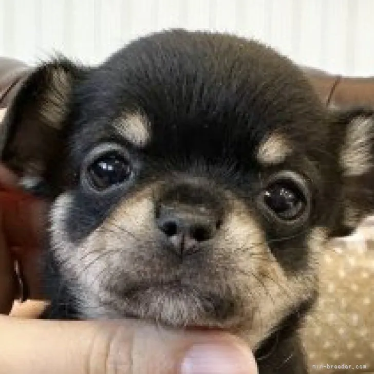ID:2310-06491の子犬