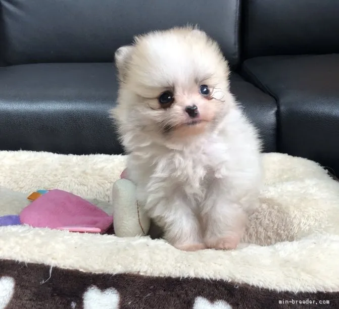 ID：1912-02544の子犬