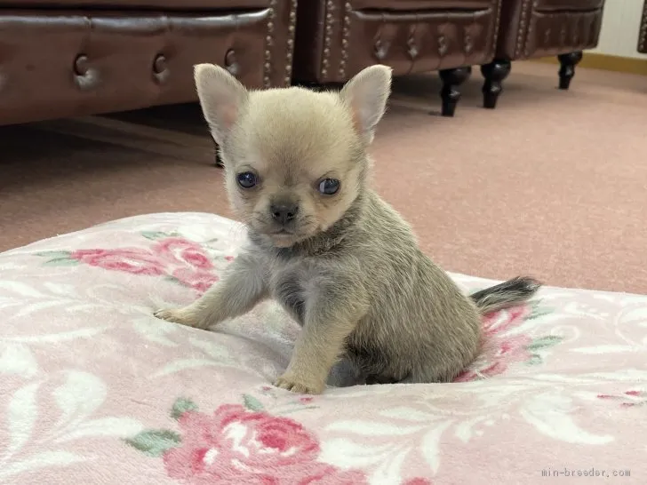ID：2101-01999の子犬