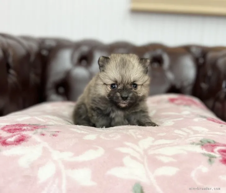 ID：2111-02939の子犬