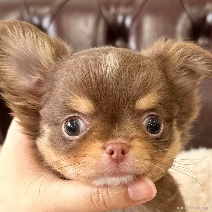 ID:2404-05442の子犬