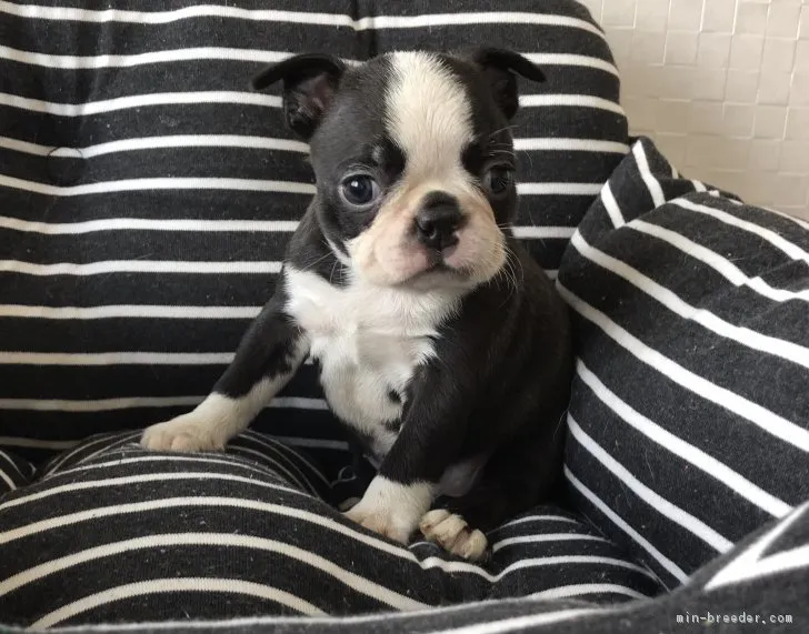 ID：1806-00807の子犬
