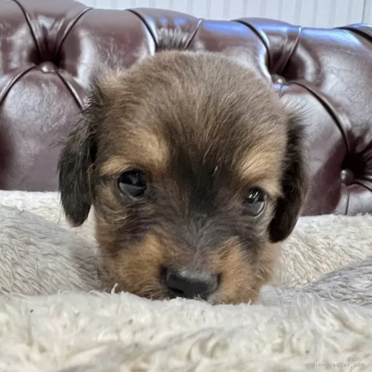 ID：2406-06131の子犬