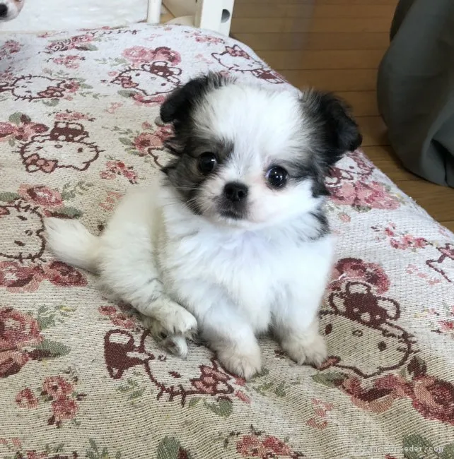 ID:1808-01228の子犬