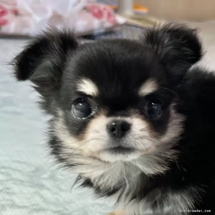 ID：2408-00305の子犬