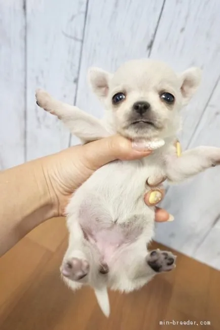 ID:1905-03155の子犬