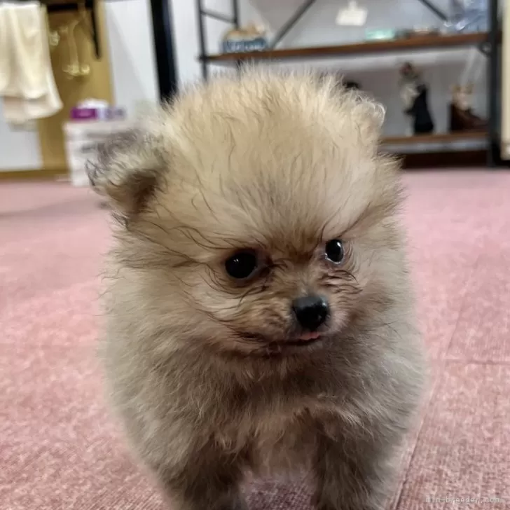 ID：2407-02745の子犬