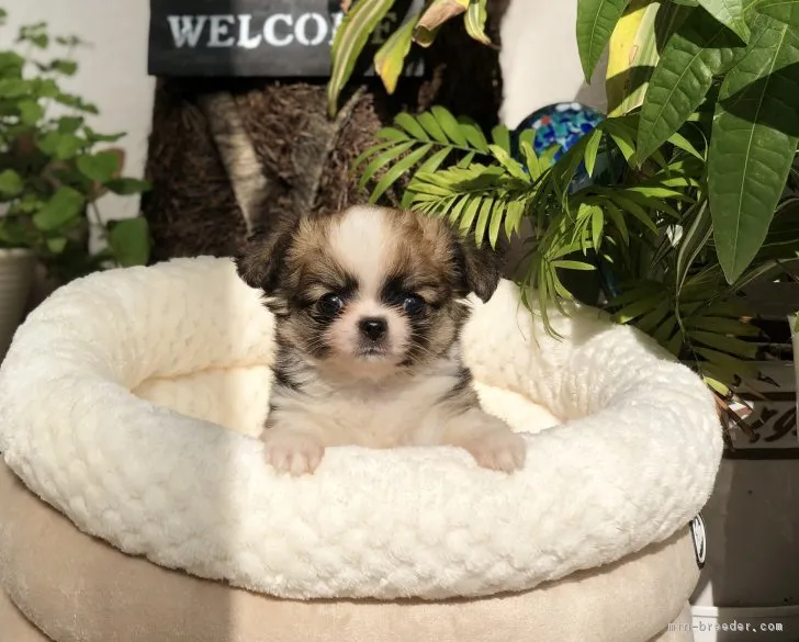 ID：1901-01052の子犬