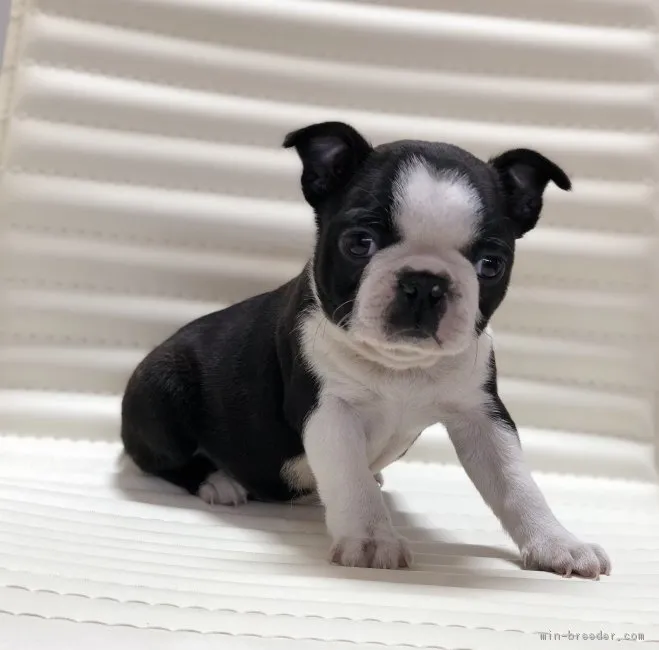 ID：1901-00011の子犬
