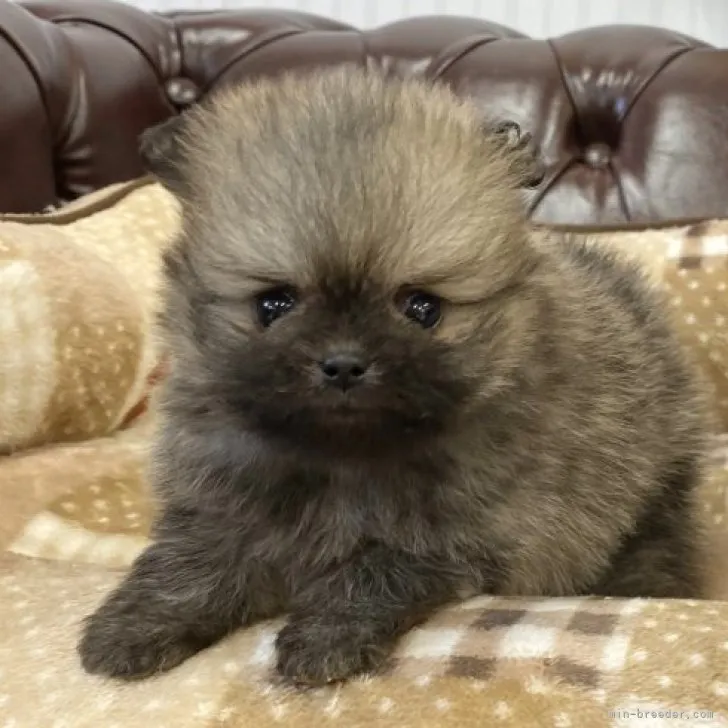 ID：2303-02023の子犬