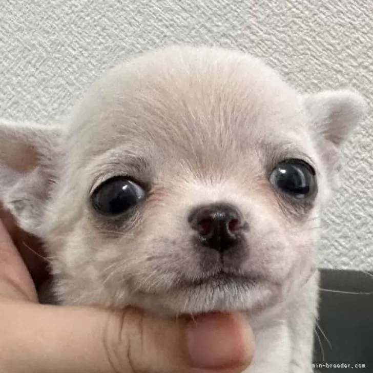 ID：2312-02158の子犬