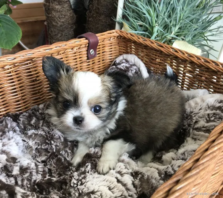 ID：1805-00494の子犬