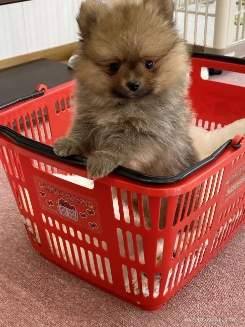 ID：2101-02353の子犬