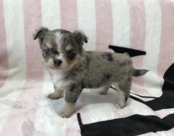チワワ(ロング)【香川県・男の子・2017年12月23日・ブルーマールホワイト】の写真「クリクリお目目の男の子」