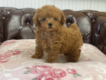 トイプードル(タイニー)【香川県・男の子・2021年6月3日・レッド】の写真「可愛い男の子」