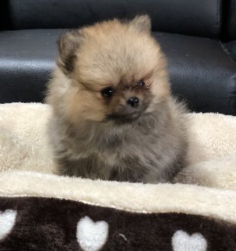 ポメラニアン【香川県・女の子・2019年8月3日・オレンジ】の写真「小さな可愛い女の子」