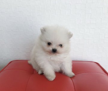 ポメラニアン【香川県・女の子・2018年3月8日・ホワイト】の写真「可愛い 極小ポメちゃん」