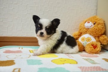 チワワ(ロング)【香川県・男の子・2019年1月4日・ホワイトブラックタン】の写真「可愛い男の子」