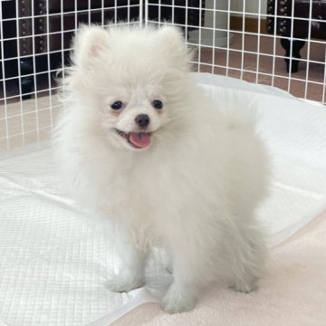 ポメラニアン【香川県・男の子・2022年11月11日・ホワイト】の写真「可愛い男の子！」