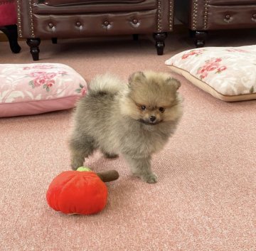 ポメラニアン【香川県・男の子・2020年3月8日・クリームセーブル】の写真「可愛い男の子」