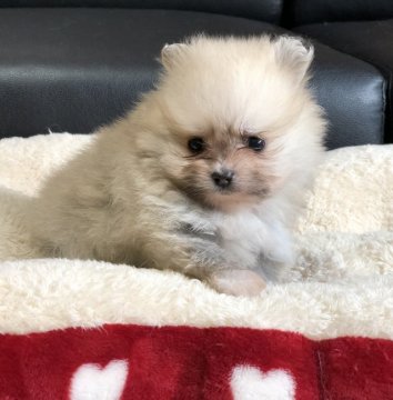 ポメラニアン【香川県・女の子・2019年8月11日・クリームセーブル】の写真「可愛い女の子」