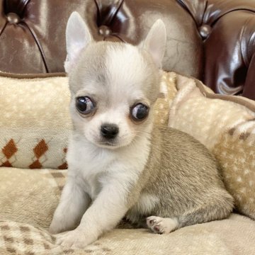 チワワ(スムース)【香川県・男の子・2023年6月1日・フォーンホワイト】の写真「可愛い男の子！」