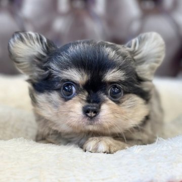 チワワ(ロング)【香川県・男の子・2024年4月25日・ブルーマールタン】の写真「可愛い男の子」
