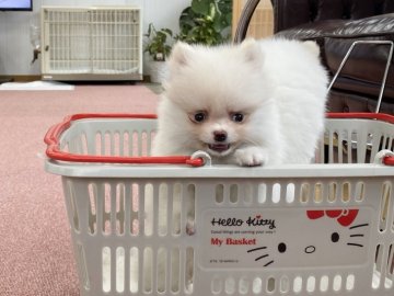ポメラニアン【香川県・女の子・2020年9月7日・ホワイト】の写真「可愛い女の子！」