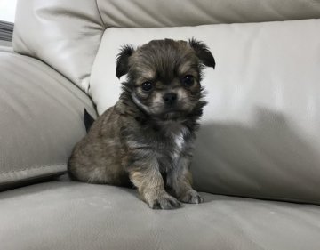 チワワ(ロング)【香川県・女の子・2017年11月9日・レッド】の写真「元気に成長中！」