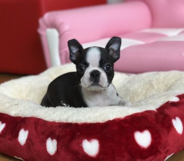 ボストンテリア【香川県・女の子・2018年8月27日・ボストンカラー】の写真「可愛い小さな」