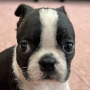 ボストンテリア【香川県・女の子・2024年8月27日・ボストンカラー】の写真「可愛い女の子」