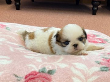 チワワ × ペキニーズ  チワペキ【香川県・男の子・2020年4月9日・パーティー】の写真「可愛い男の子」