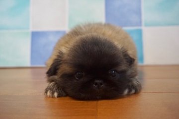 ペキニーズ【香川県・男の子・2019年5月26日・フォーン】の写真「可愛い男の子」