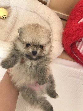 ポメラニアン【香川県・男の子・2017年12月7日・クリームセーブル】の写真「可愛い男の子」