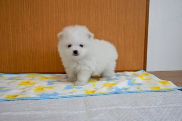 ポメラニアン【香川県・男の子・2019年4月13日・ホワイト】の写真「可愛い男の子」