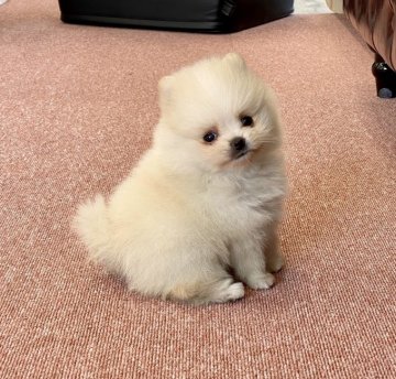 ポメラニアン【香川県・女の子・2020年1月25日・クリーム】の写真「可愛い女の子」