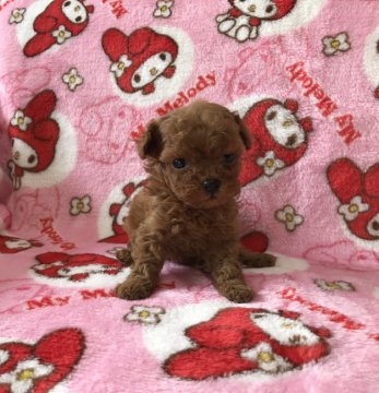 トイプードル(ティーカップ)【香川県・女の子・2017年10月2日・レッド】の写真「お目目クリクリ マズルの詰まった可愛い子です」