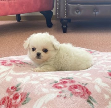チワワ×ペキニーズ【チワペキ】【香川県・女の子・2020年3月12日・ホワイト】の写真「可愛い女の子！」