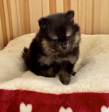 ポメラニアン【香川県・女の子・2019年12月28日・ブラックタン】の写真「可愛い女の子」