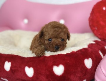トイプードル(タイニー)【香川県・男の子・2018年6月25日・レッド】の写真「可愛い男の子」