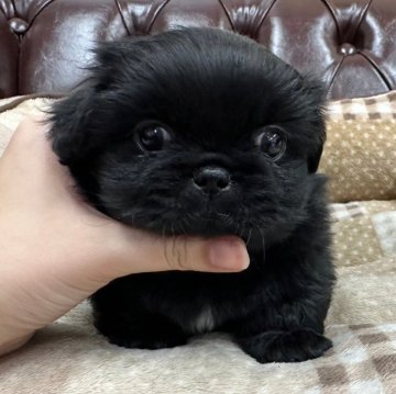 ペキニーズ【香川県・男の子・2023年12月31日・ブラックホワイト】の写真「3月2日土曜日13時で一旦募集をストップします」