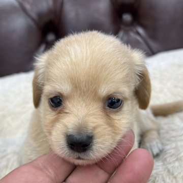 チワックス(チワワ×ダックスフンド)【香川県・男の子・2024年6月8日・クリーム】の写真「可愛い男の子！」